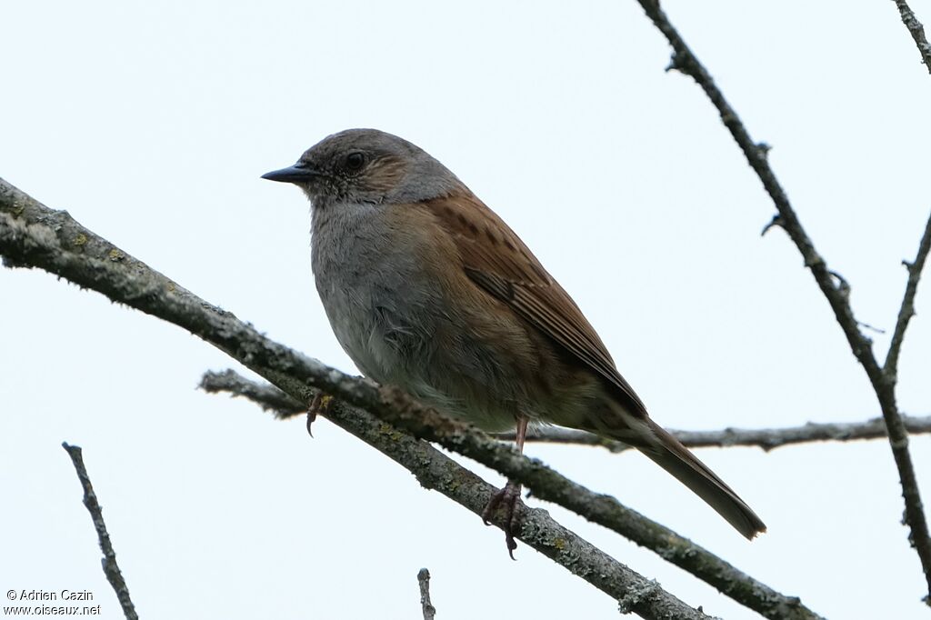 Dunnock