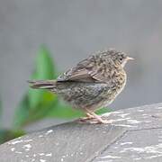 Dunnock