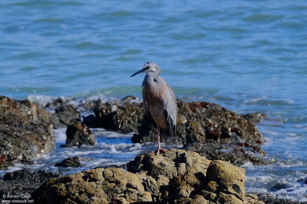 White-faced Heronadult