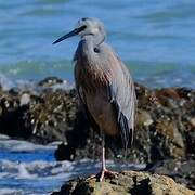 White-faced Heron