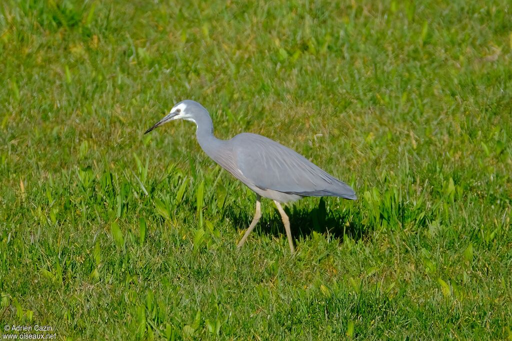 Aigrette à face blancheadulte