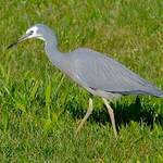 Aigrette à face blanche