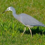 White-faced Heron