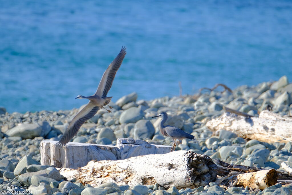 White-faced Heron