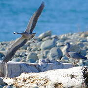 White-faced Heron