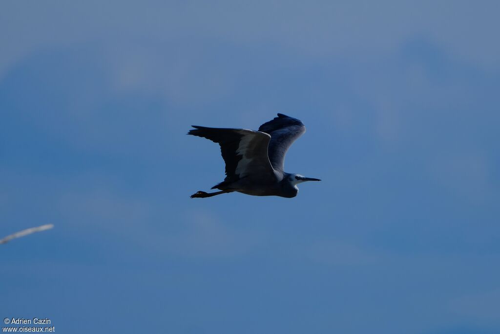 White-faced Heronadult, Flight