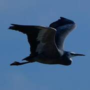 White-faced Heron