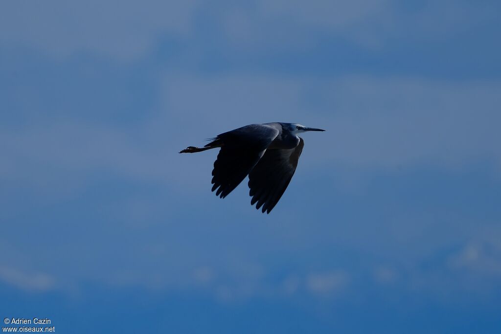 White-faced Heronadult, Flight