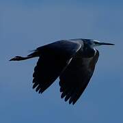 White-faced Heron