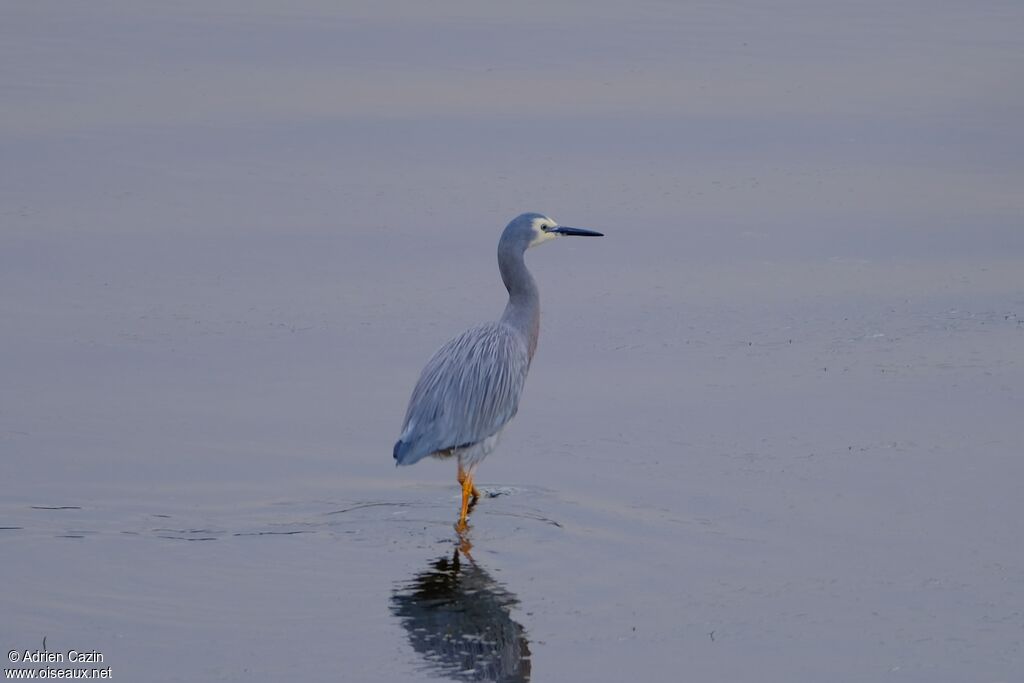 Aigrette à face blancheadulte