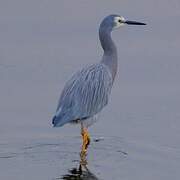 Aigrette à face blanche