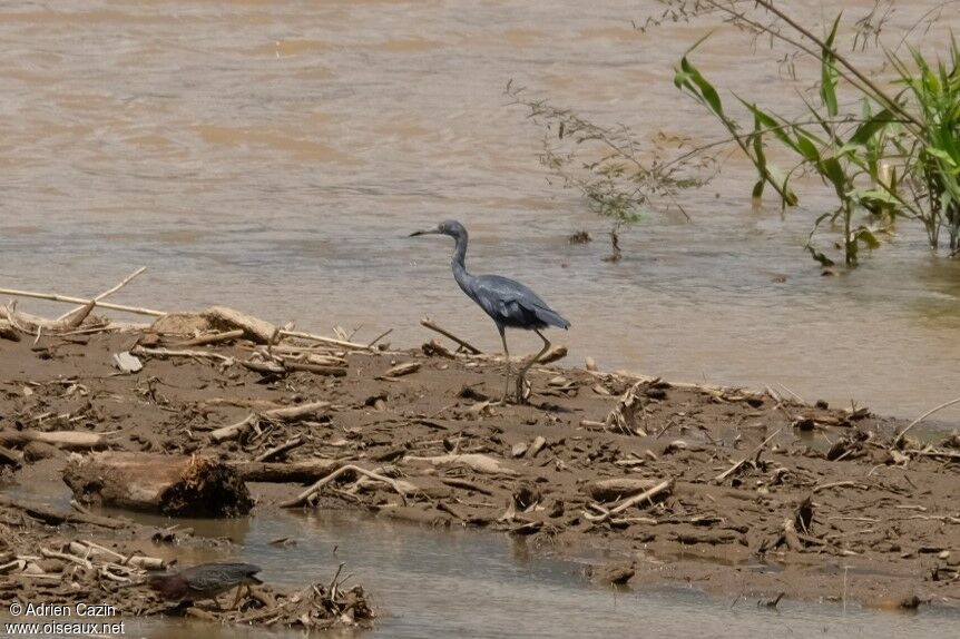 Little Blue Heron