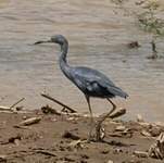 Aigrette bleue