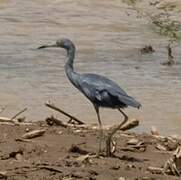 Little Blue Heron