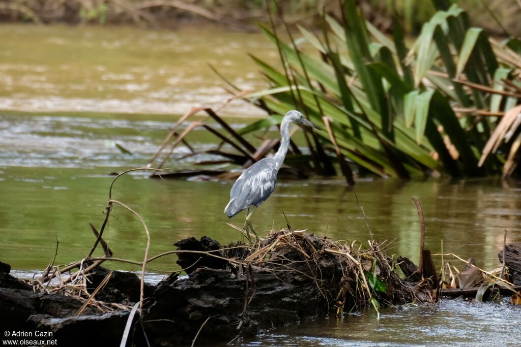 Little Blue Heron