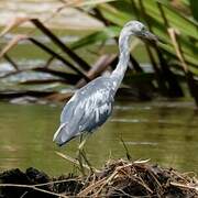 Little Blue Heron