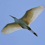 Aigrette garzette
