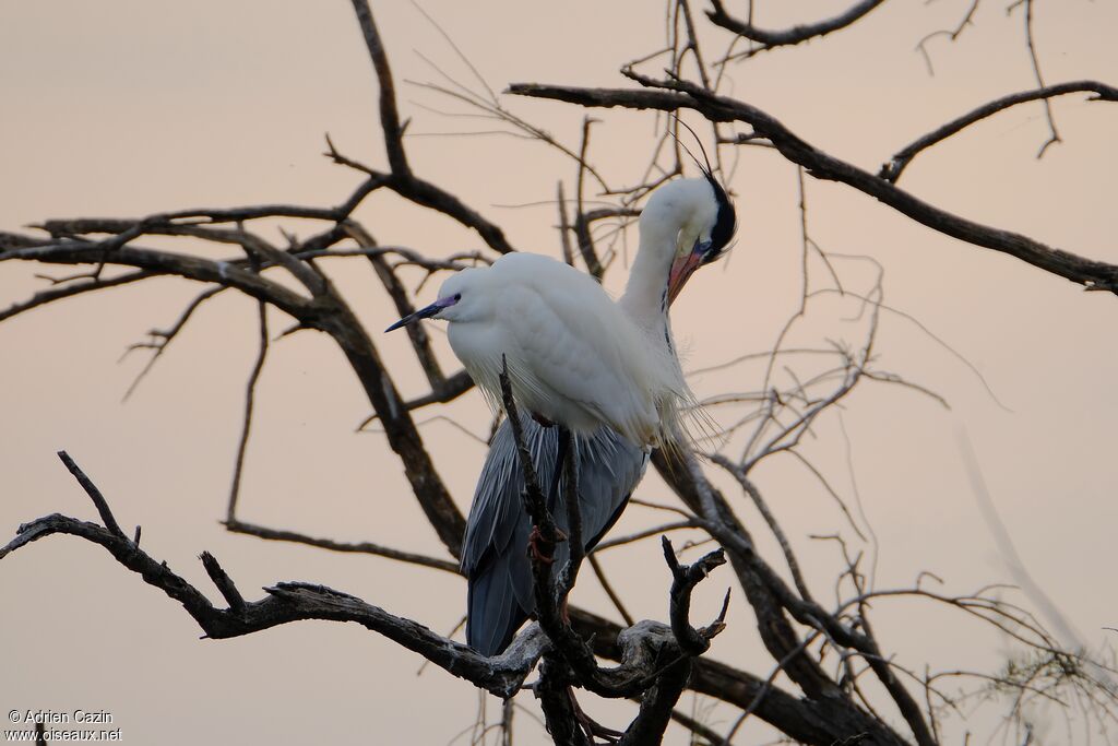 Aigrette garzetteadulte