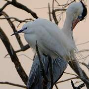 Aigrette garzette