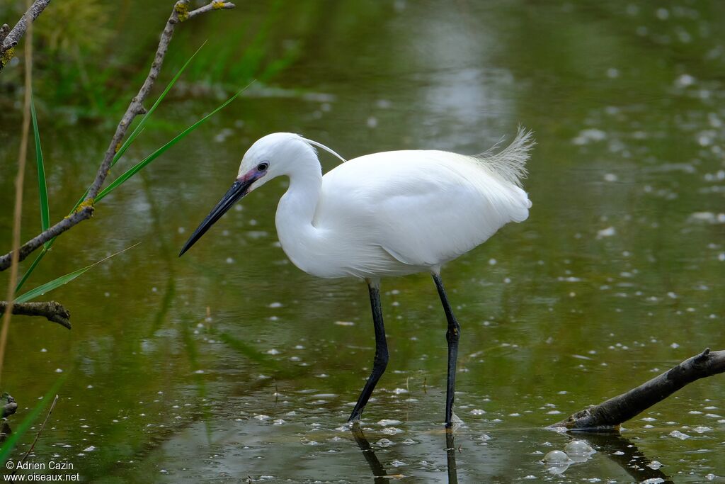 Little Egretadult, identification