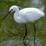 Little Egret