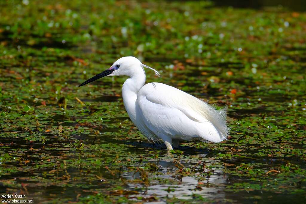 Aigrette garzetteadulte, identification