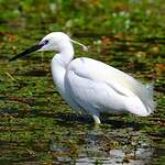 Aigrette garzette