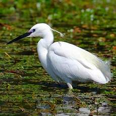 Aigrette garzette