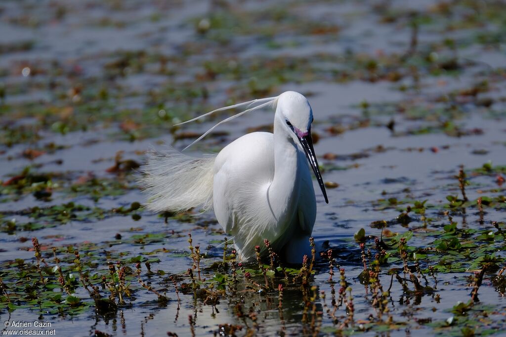 Little Egretadult, identification, aspect