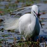 Aigrette garzette