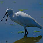 Aigrette garzette