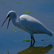 Aigrette garzette