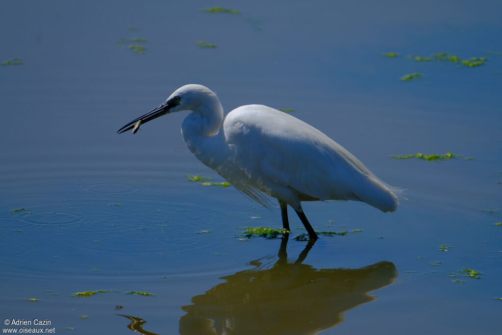 Little Egretadult, fishing/hunting
