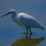 Aigrette garzette