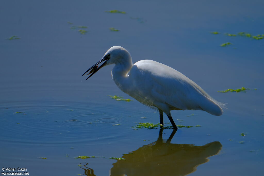 Aigrette garzetteadulte, mange