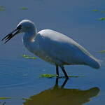Aigrette garzette