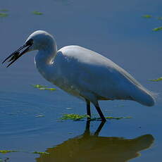 Aigrette garzette