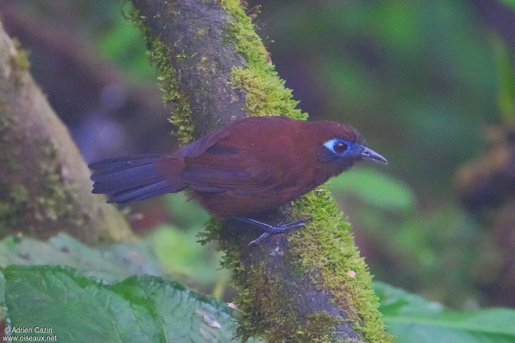 Zeledon's Antbird female adult
