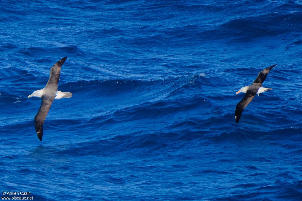 Black-browed Albatrossadult, Flight