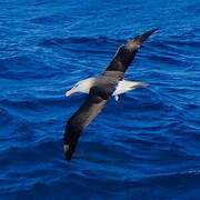 Black-browed Albatross