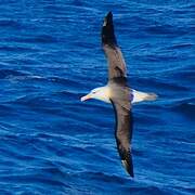 Black-browed Albatross