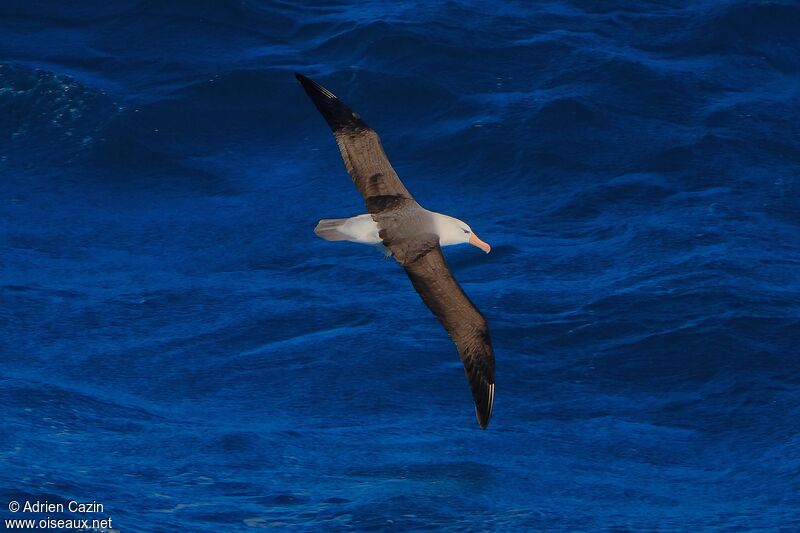 Albatros à sourcils noirsadulte, identification, Vol