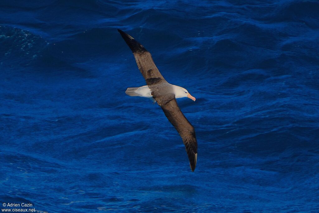 Albatros à sourcils noirsadulte, identification, Vol