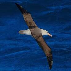 Albatros à sourcils noirs