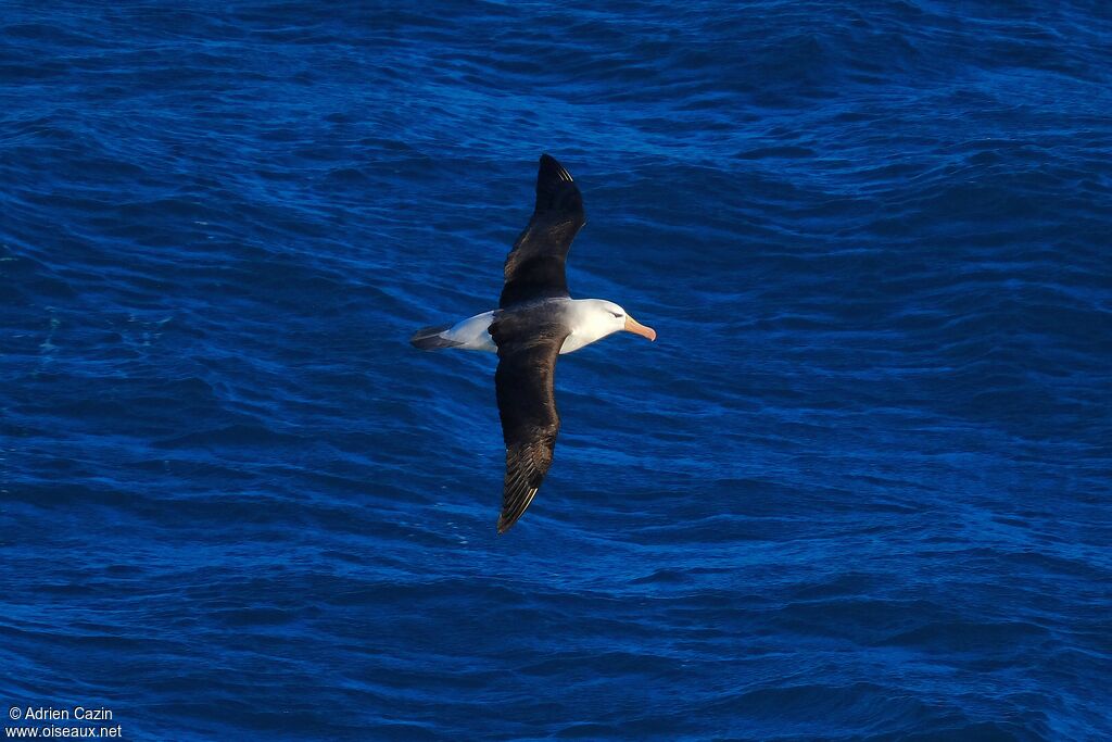 Black-browed Albatrossadult, Flight