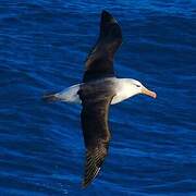 Black-browed Albatross