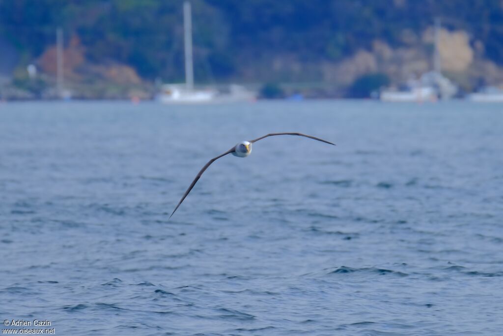 Albatros de Bulleradulte, Vol