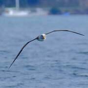 Buller's Albatross