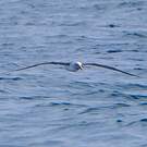 Albatros de Buller