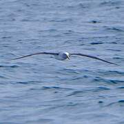 Buller's Albatross